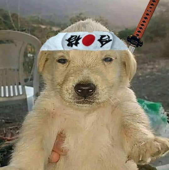 Money dog meme