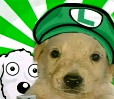 Money dog meme